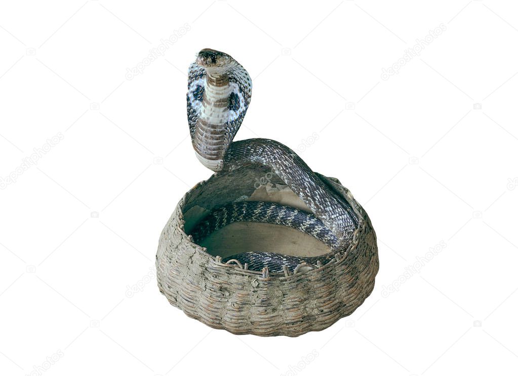 Venomous snake cobra in a woven basket on a white background.