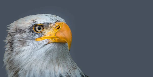 Bald eagle head — Stock Photo, Image