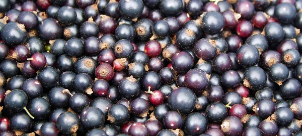 Harvested black currant berries. — Stock Photo, Image