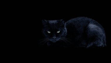 Siyah arka planda kara kedi.