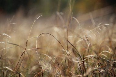 çim, sonbahar yatay.