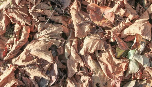 Herbst, abgefallenes Laub. — Stockfoto