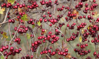 Vahşi dikenli çalılar.