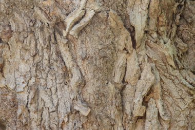 Eski bir ağacın kabuğunda, doğanın yarattığı Bakire Meryem 'in görüntüsü..