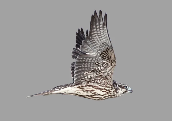 追跡中の飛行中の鷹の鳥のステップ — ストック写真