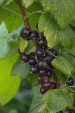 Daldan sarkan olgun siyah üzümler..