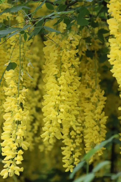 Bloeiende Gele Acacia Bloemen Boom — Stockfoto