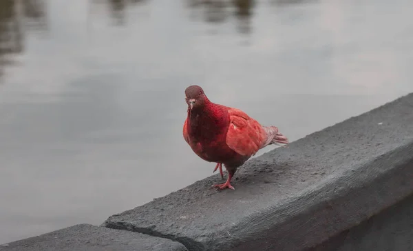 Bird pigeon of red plumage, walks near the lake.