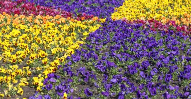 Çiçek tarhında açan sarı, mavi ve kırmızı menekşeler.