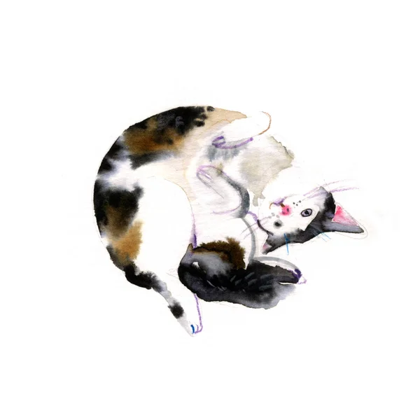 Gato aquarela bonito em um fundo branco. Mãos desenhadas gatinho ilustração  - — Fotografia de Stock