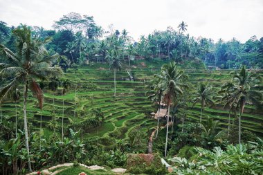 Pirinç terasları Tengallalang görünümü üzerinde güneşin doğuşunu