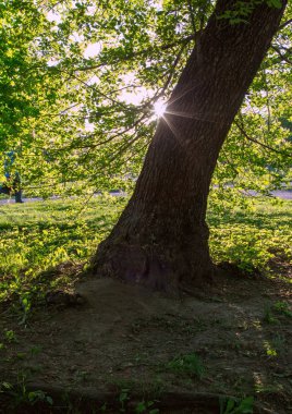Yaşlı bir ağaç günbatımı arka plan üzerinde. Bahar manzara Rus Park.