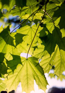 akçaağaç gülümsemek günbatımı arka plan üzerinde bırakır. Bahar Rus park.