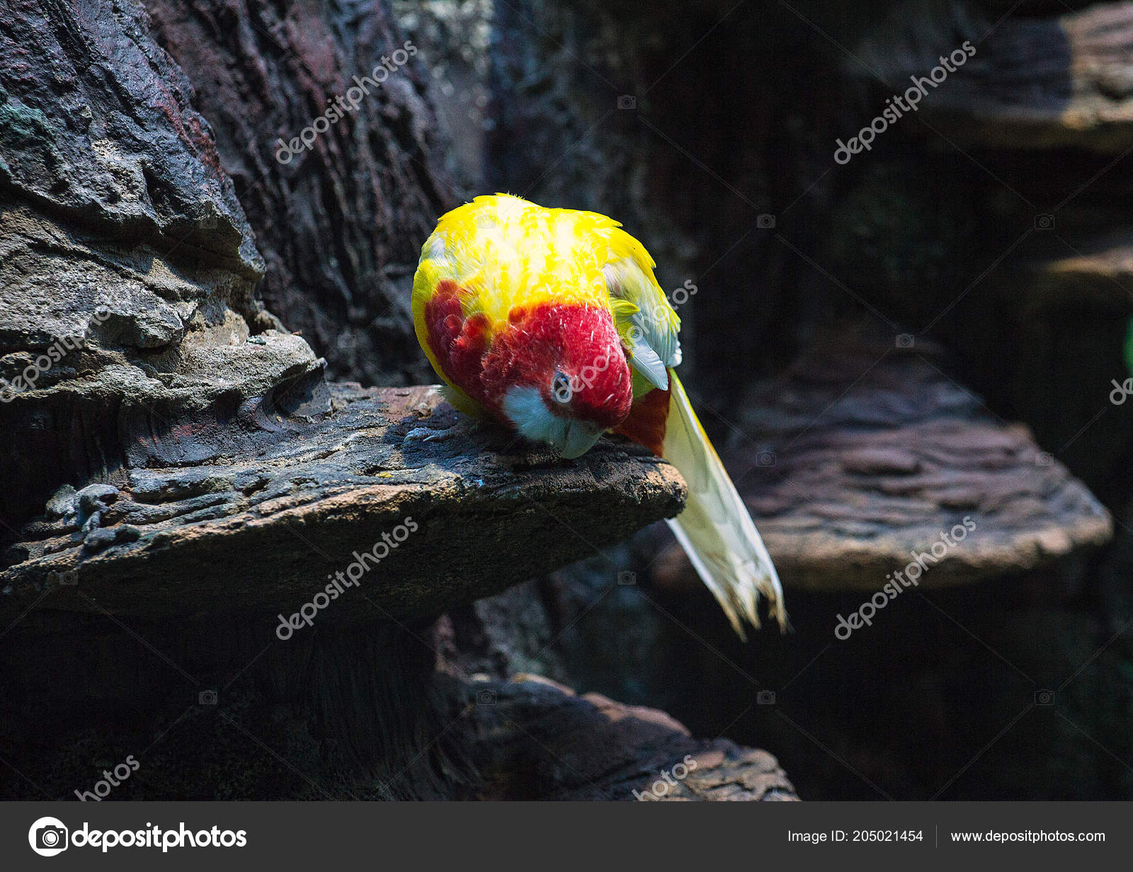 石の上の明るいカラフルなオウム かわいい動物 ストック写真 C Dimakig Hotmail Com