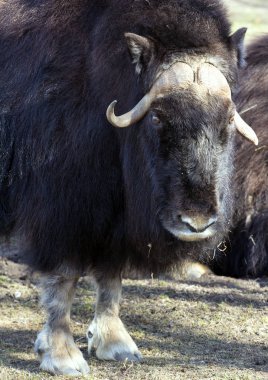 Musk ox standing on the grass close-up. Big animals. clipart