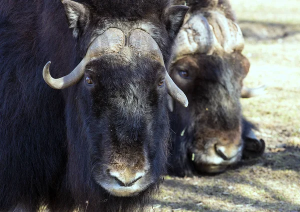 Par Boi Almiscarado Deitado Relva Close Animais Com Cascos Montanhas — Fotografia de Stock