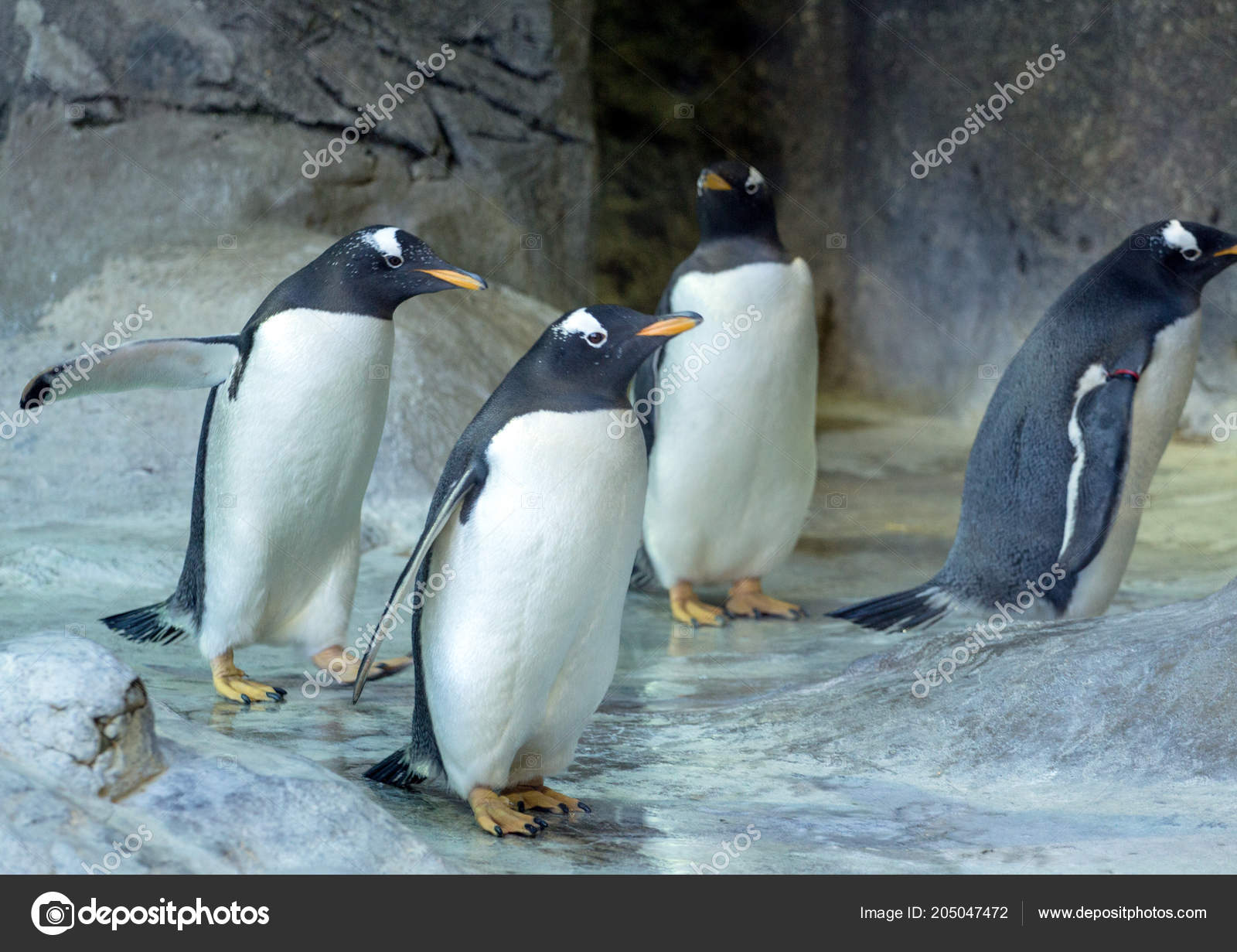group gentoo penguins rock penguin spreading its wings cute animals