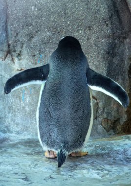 Kaya zemin üzerine tek Gentoo pengueni. Penguen arka yan görünüm taş zemin üzerine. Olağandışı kuşlar.