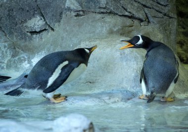 Gentoo penguenleri küfür. Penguenler birkaç. Cute, komik kuşlar.