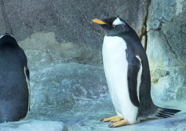 Kaya zemin üzerine tek Gentoo pengueni. Penguen duran kayanın yan görünüm. Sevimli hayvanlar yakın çekim.