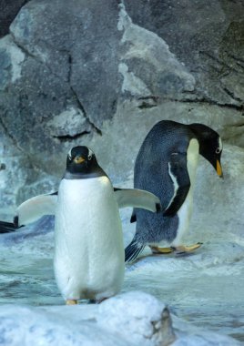 Gentoo penguenleri kayada grubudur. penguin kanatlarını yayılıyor. Sevimli hayvanlar yakın çekim.