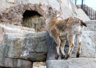 Küçük bir Doğu Kafkas tur kayaya. Tırnaklı hayvanlar dünya. Hayvanlar dağların.