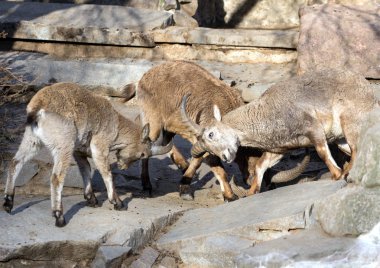 Evlilik turnuva bahar turs nöbetleri. Beyaz turs dağ sürüsü.