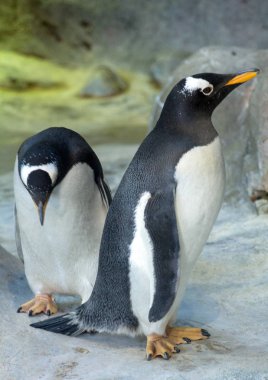 Gentoo penguenleri kayada grubudur. Sevimli hayvanlar yakın çekim. Doğada komik kuşlar.