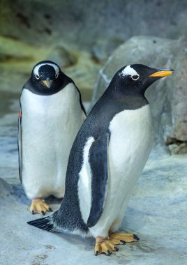 Gentoo penguenleri kayada grubudur. Sevimli hayvanlar yakın çekim. Doğada komik kuşlar.