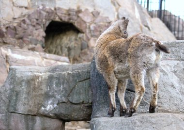 Küçük bir Doğu Kafkas tur kayaya. Tırnaklı hayvanlar dünya. Hayvanlar dağların.