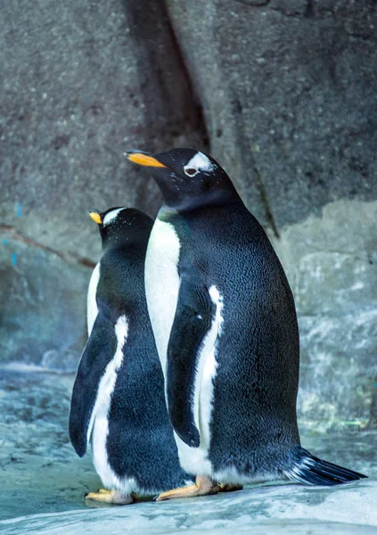 Group Gentoo Penguins Rock Cute Animals Close Funny Birds Nature — Stock Photo, Image