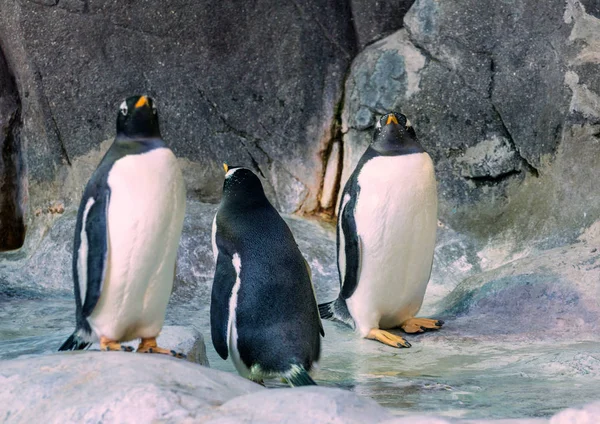 Groupe Pingouins Gentoo Sur Rocher Des Animaux Mignons Gros Plan — Photo