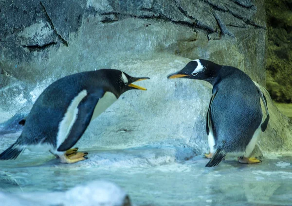 Jurant Des Pingouins Gentils Deux Pingouins Oiseaux Mignons Drôles — Photo