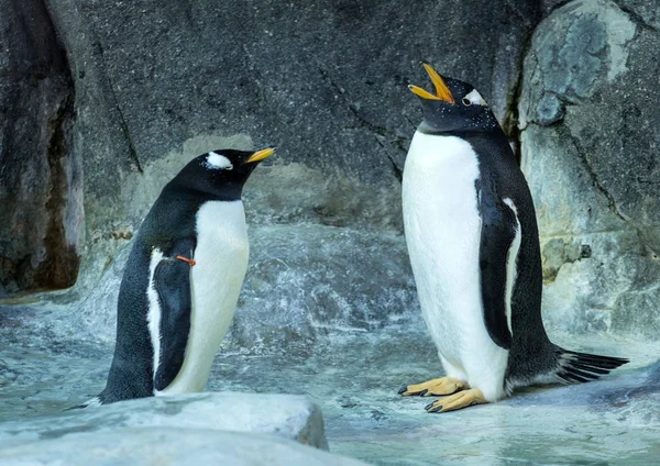 Dos Pingüinos Gentoo Roca Pingüino Cantando Canción Animales Lindos Divertidos — Foto de Stock