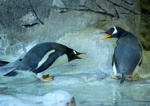 Gritando Pinguins Gentoo Uns Pinguins Pássaros Bonitos Engraçados — Fotografia de Stock