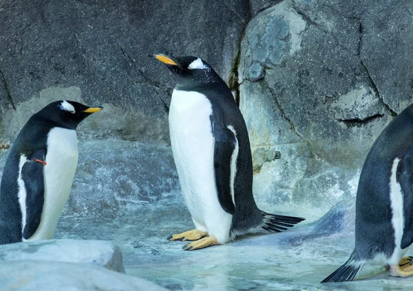 Grupo Pingüinos Gentoo Roca Animales Lindos Cerca Aves Graciosas Naturaleza —  Fotos de Stock