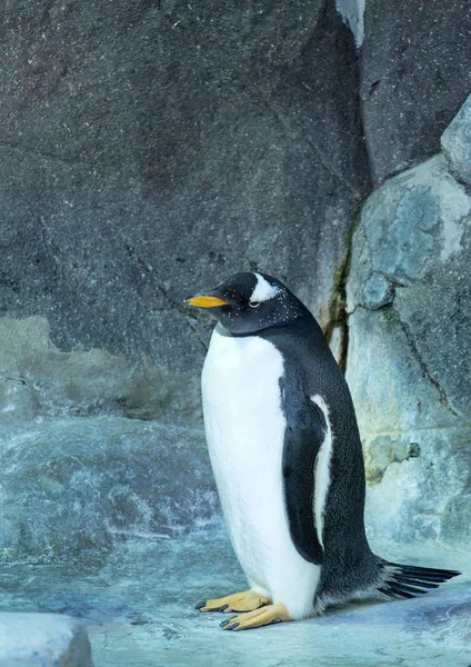 Einzelner Gentoo Pinguin Auf Dem Felshintergrund Seitenansicht Des Pinguins Der — Stockfoto