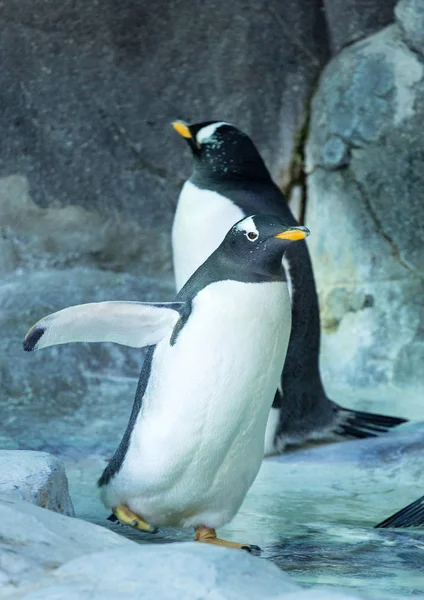 Groupe Pingouins Gentoo Sur Rocher Pingouin Écartant Ses Ailes Animaux — Photo
