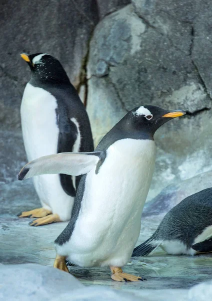 Skupina Gentoo Penguins Skále Tučňák Roztahuje Křídla Roztomilá Zvířata Zblízka — Stock fotografie
