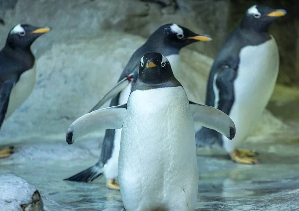Grupo Pinguins Gentoo Rocha Pinguim Abrir Asas Animais Bonitos Close — Fotografia de Stock