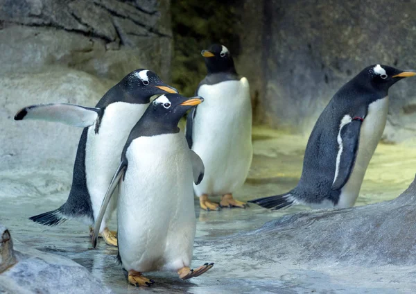 Groupe Pingouins Gentoo Sur Rocher Pingouin Écartant Ses Ailes Animaux — Photo