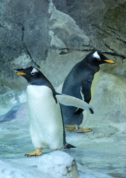 Gruppe Gentoo Pinguine Auf Dem Felsen Pinguin Breitet Seine Flügel — Stockfoto