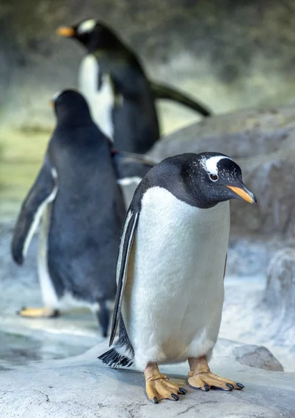 Gruppe Gentoo Pinguine Auf Dem Felsen Pinguin Breitet Seine Flügel — Stockfoto