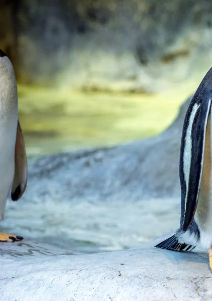 Moitié Des Pingouins Avec Partie Centrale Vide Photo Photo Abstraite — Photo