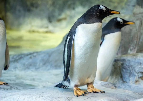 Gruppe Gentoo Pinguine Auf Dem Felsen Niedliche Tiere Aus Nächster — Stockfoto