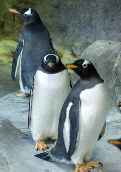 Grupo Pinguins Gentoo Rocha Animais Bonitos Close Aves Engraçadas Natureza — Fotografia de Stock