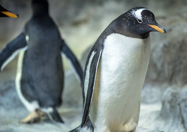 Gruppe Gentoo Pinguine Auf Dem Felsen Pinguin Breitet Seine Flügel — Stockfoto