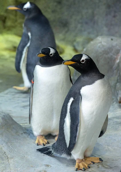 Gruppe Gentoo Pinguine Auf Dem Felsen Niedliche Tiere Aus Nächster — Stockfoto