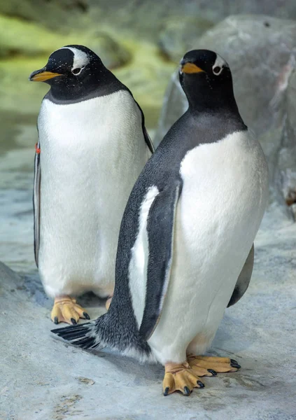 Groupe Pingouins Gentoo Sur Rocher Des Animaux Mignons Gros Plan — Photo