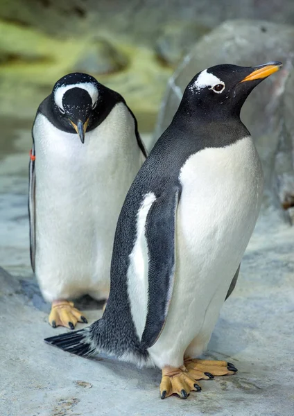 Grupo Pinguins Gentoo Rocha Animais Bonitos Close Aves Engraçadas Natureza — Fotografia de Stock
